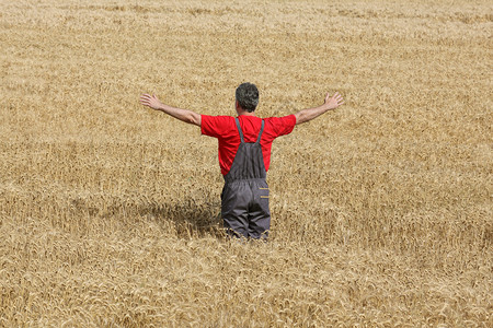 农业快乐的农民在准备收割的田地上出图片