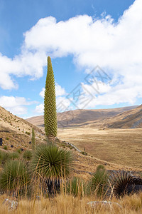 南美洲秘鲁安第斯山脉的PuyaRaimondii图片