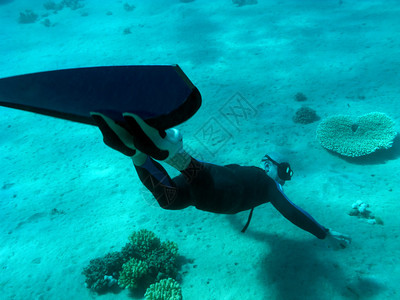 Freediver在红海底发现图片