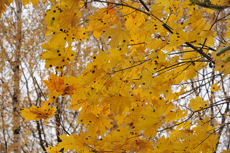 枫树上秋黄叶的近景图片
