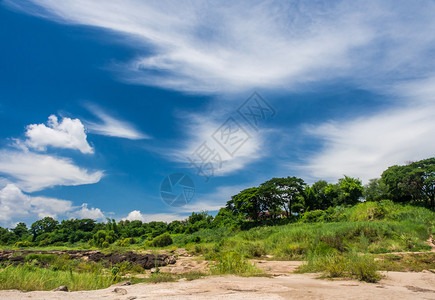 森林和多云的蓝天图片