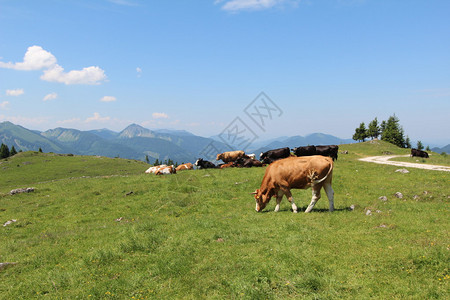 Schafberg奥地利山上牧草图片