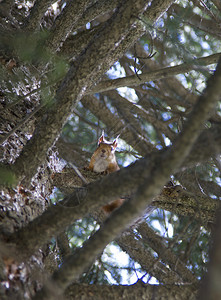 松鼠树上松鼠在横跨伊利阿拉图山图片