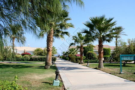 埃及喜来登饭店的道路和棕榈树埃背景图片