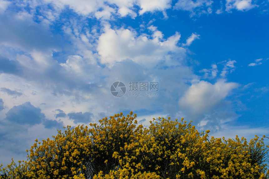 黄花连翘灌木蓝天白云图片
