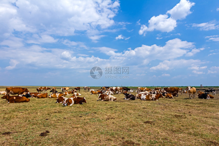 牛和小母牛们在草地的夏季牧图片