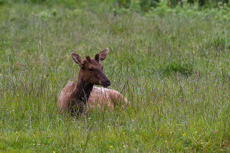 在加利福尼亚北部的绿色春天草地上放松的年轻野生麋鹿图片