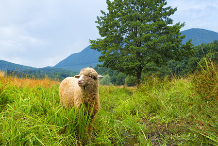 夏日风景中的绵羊图片