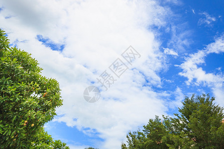 蓝天上的绿树和云彩图片
