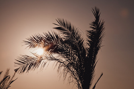 热带日落棕榈树和太阳图片