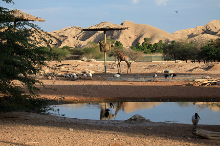 非洲鸟类和长颈鹿喂养图片