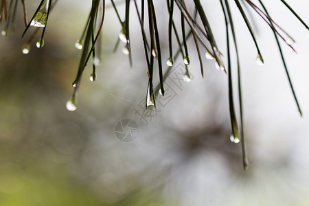 雨后青松枝图片