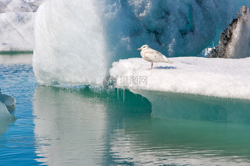 海鸥坐在冰山上融化的冰川气候变化概念冰岛南部Jokulsarlon泻湖中漂浮的冰山令人惊叹的旅游目的地图片