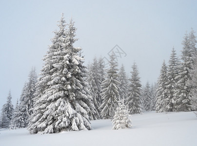 山里的冬天雪下的冷杉林阴天喀尔巴阡山脉图片