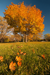 秋树和落叶的风景与秋树相伴草图片
