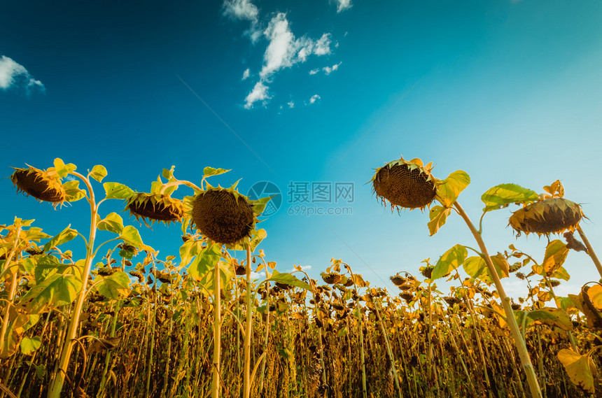 夏末田野里的向日葵图片