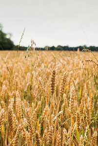 生长在农田的黄色小麦照片图片