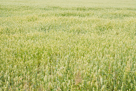 绿麦在农田种植照片图片