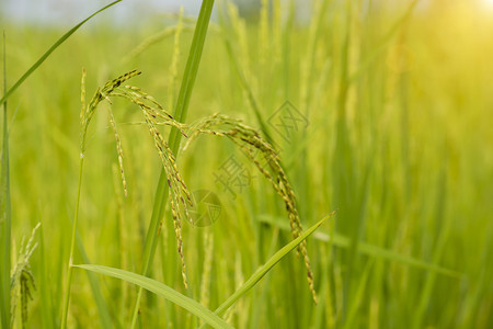 稻田里有阳光的水稻植物图片