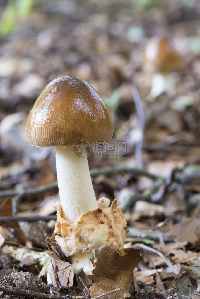 尼黑兰温特斯维伊克的MushroomAmanita图片