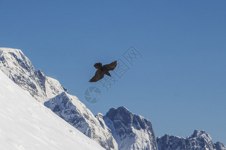 鹰飞过阿尔卑斯山高图片