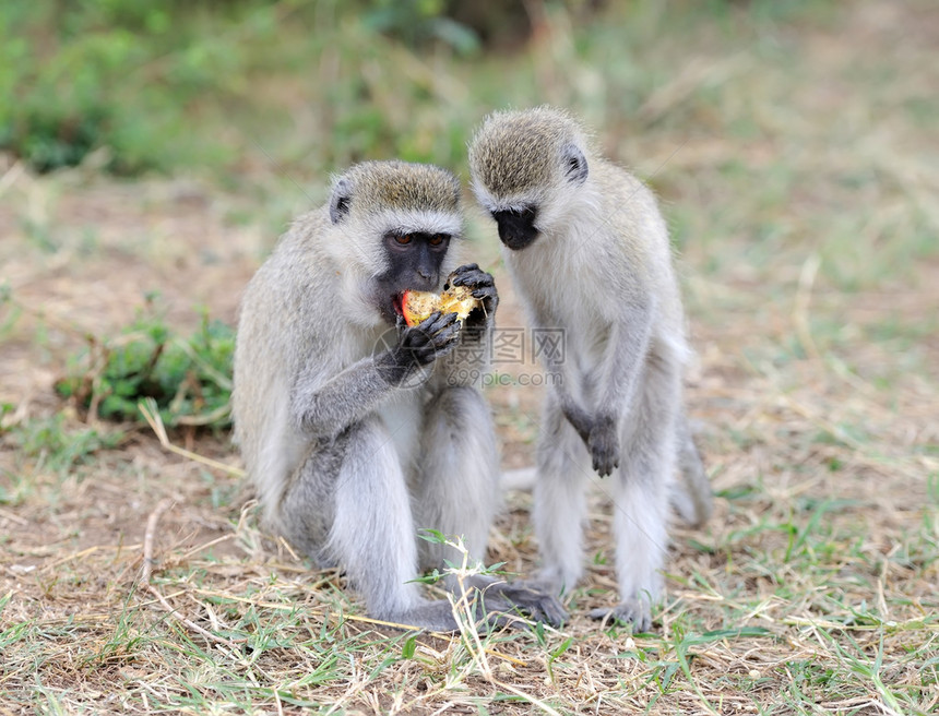 猴吃苹果肯尼亚国图片