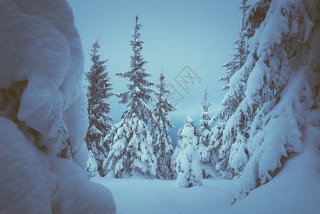 童话森林与雪漂流的冬天风景圣诞景色调图片