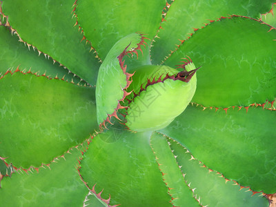 AloeVera树叶图片