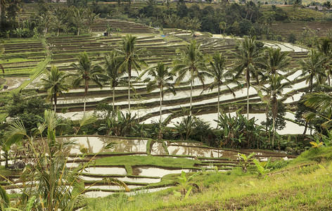 巴厘岛的稻田图片