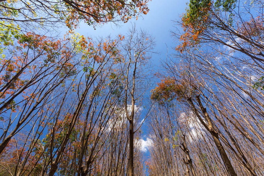 Lanta岛冬季橡胶树种植园动态景象图片