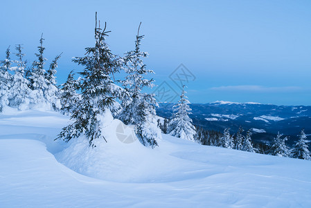 雪下的树木冬天的风景山上的晨图片
