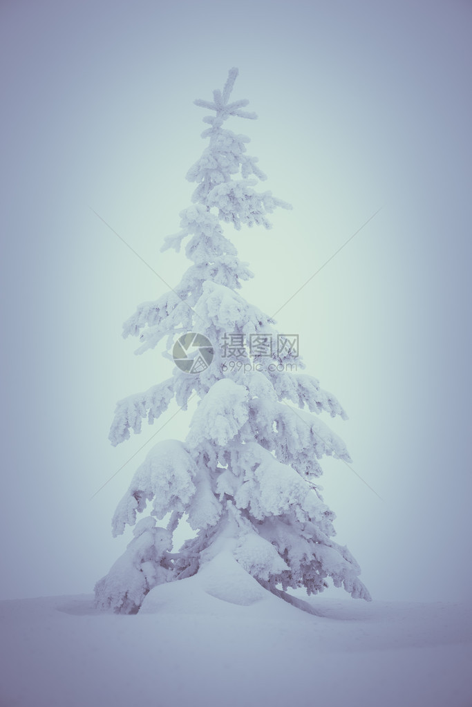 野生圣诞树枝上新鲜雪彩图片