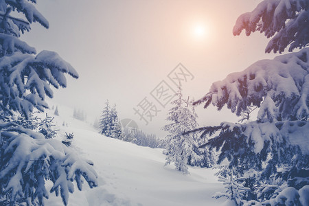 冬季风景由阳光照耀图片