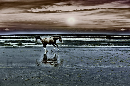 荷兰北海滨北海舞马日落时景传统图片