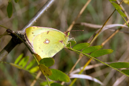 青草中的黄硫蝴蝶coliasPhil图片