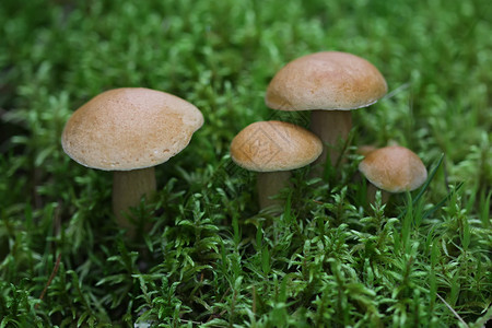 森林苔藓特写中的食用菌图片