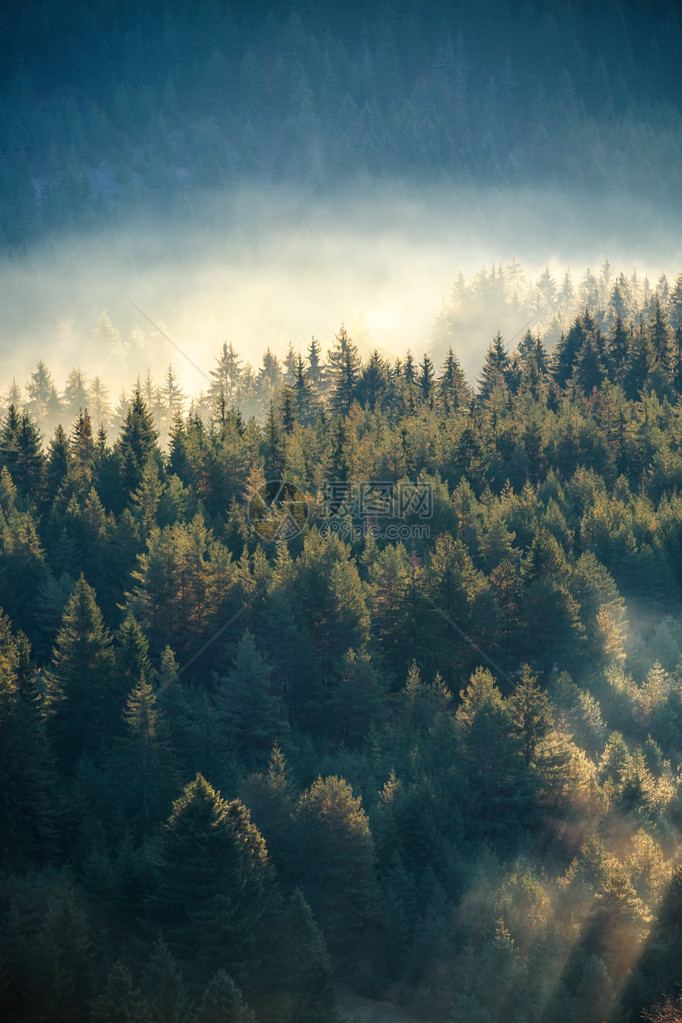 在自然保护区的山斜坡上雾松树林图片