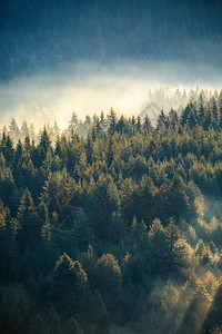 在自然保护区的山斜坡上雾松树林背景图片