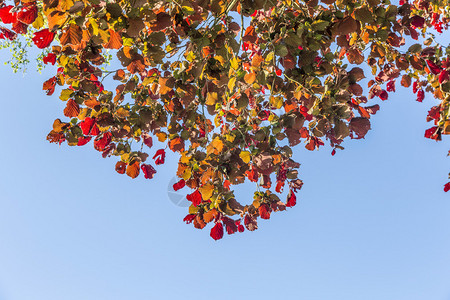 榛子树上的叶子呈浓烈的红色和蓝天图片