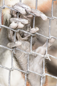 杜克叶猴带进动物园图片