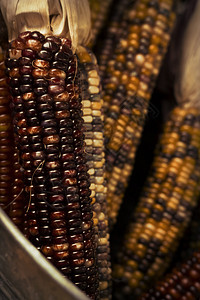 印度玉米干燥的装饰印度玉米用于秋季他图片