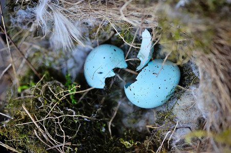 蓝色蛋壳鸟巢图片