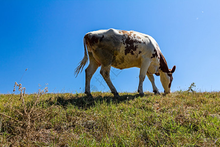 牛正在放牧上山是乡图片