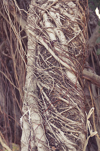 古老和长的藤树自然爬行植物图片