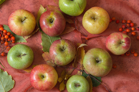 成熟多汁的苹果和山灰浆果图片