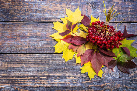 秋叶木质背景上的荚蒾图片
