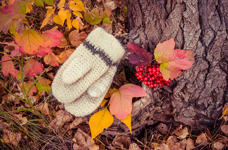 背景明亮的秋林上针织羊毛女式手套和一图片