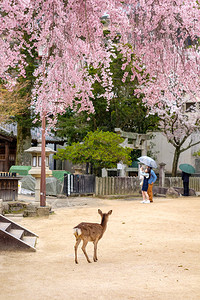 日本宫岛美景中的樱图片