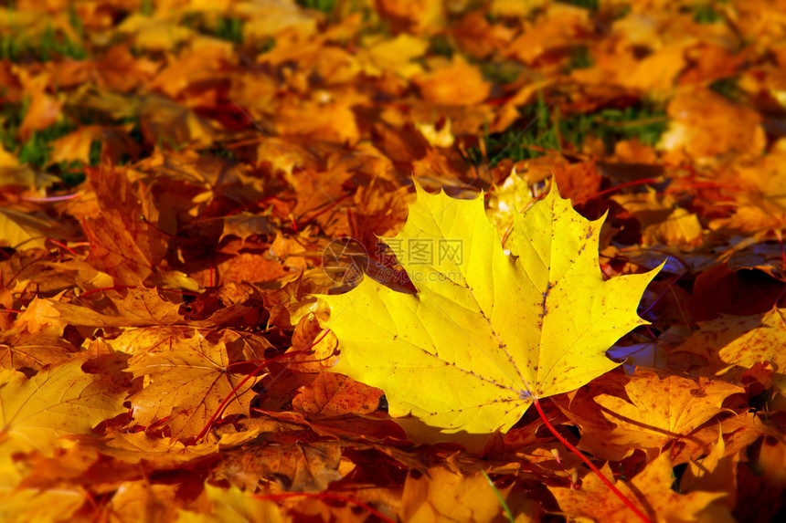 背景组秋天橙色叶子秋天背景与枫叶图片