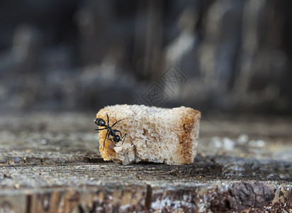 木头中的大蚂蚁图片